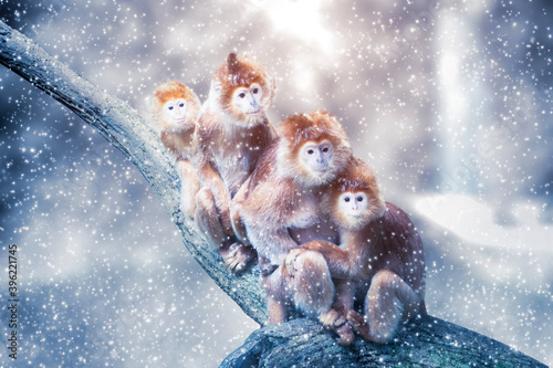 Photography Golden snub-nosed monkeys on tree branch at winter