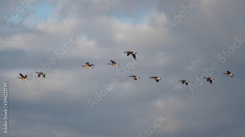 beautiful flight patterns of canada geese in autumn sky at sunset