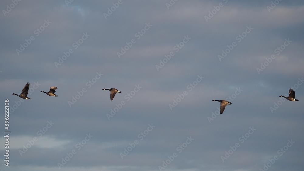 beautiful flight patterns of canada geese in autumn sky at sunset