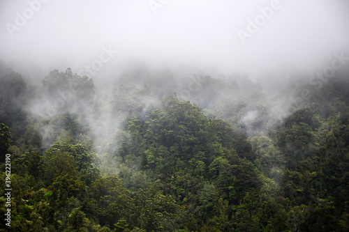 Native forest in Waitakere Ranges, New Zealand, with low lying clouds among the trees