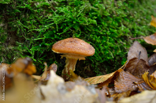 Ripe, edible mushroom growing among the moss in the forest
