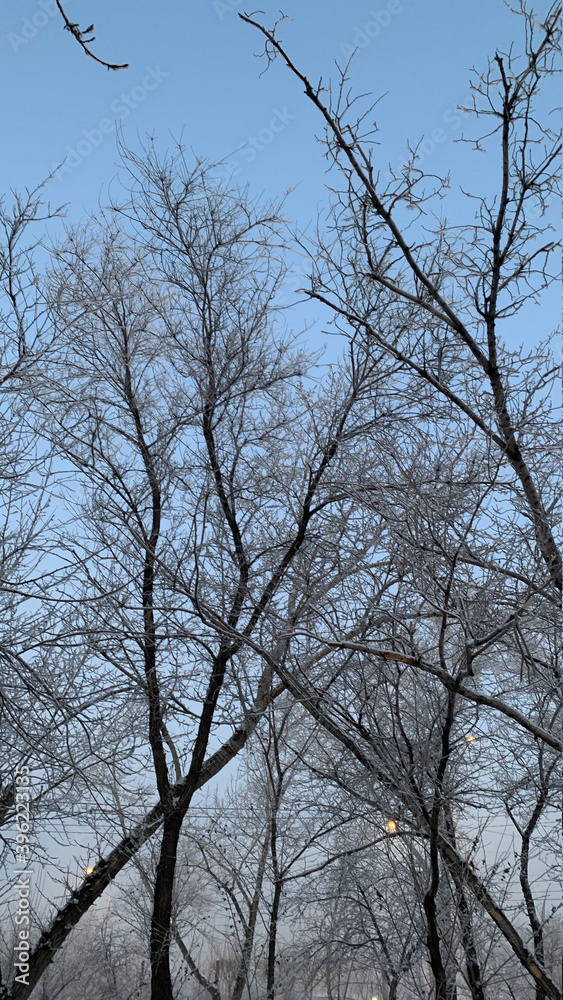 trees in winter