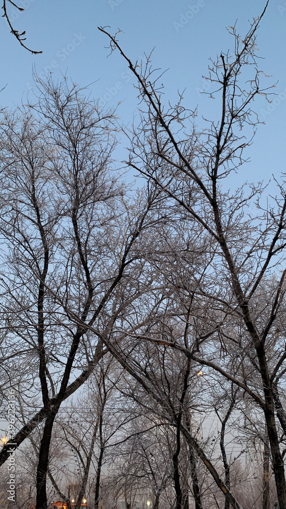 trees and sky trees and sky