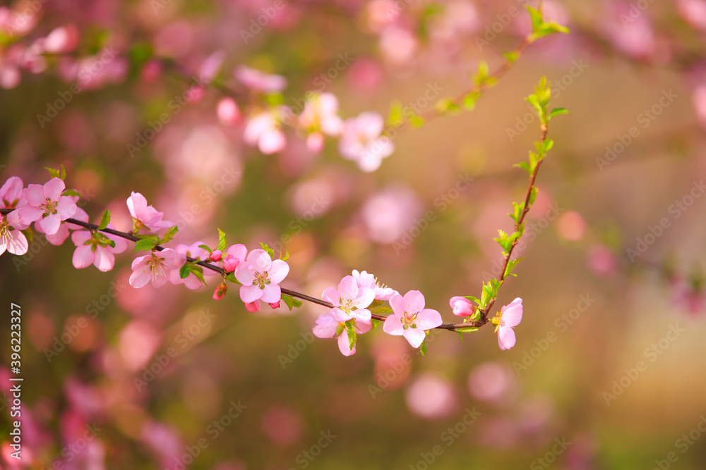 the plum trees bloom, Peach blossoms in bloom the plum trees bloom, Peach blossoms in bloom