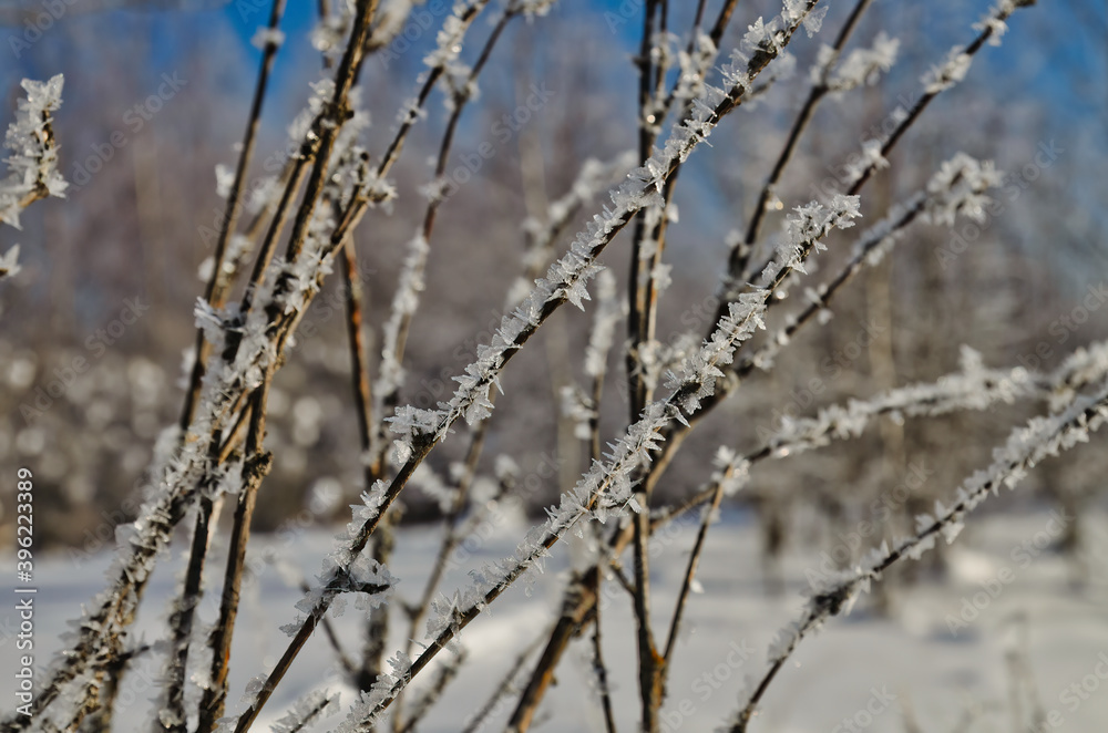 Close up of the frosty tree branches Close up of the frosty tree branches