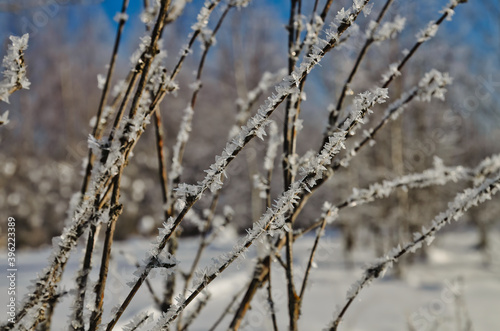 Close up of the frosty tree branches 