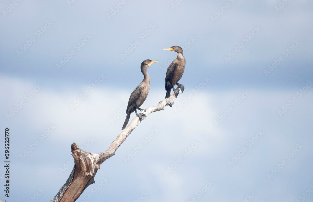 Two Double Crested Cormorants Resting on a Tree Branch Two Double Crested Cormorants Resting on a Tree Branch