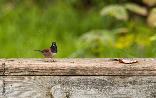 one cute tiny bird resting on top of wooden fence in the park with blurry green background