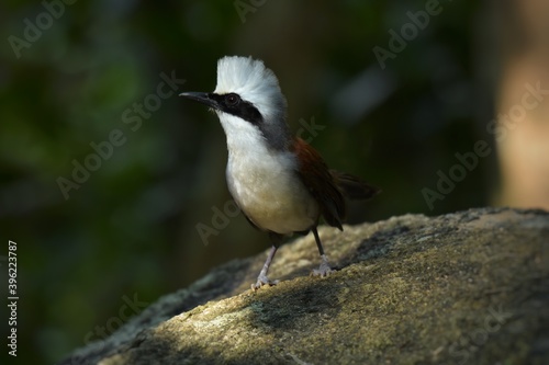 The crane bird, both male and female. Look similar The body size is about 30 centimeters. The back feathers are reddish brown. The head and belly feathers are white. 