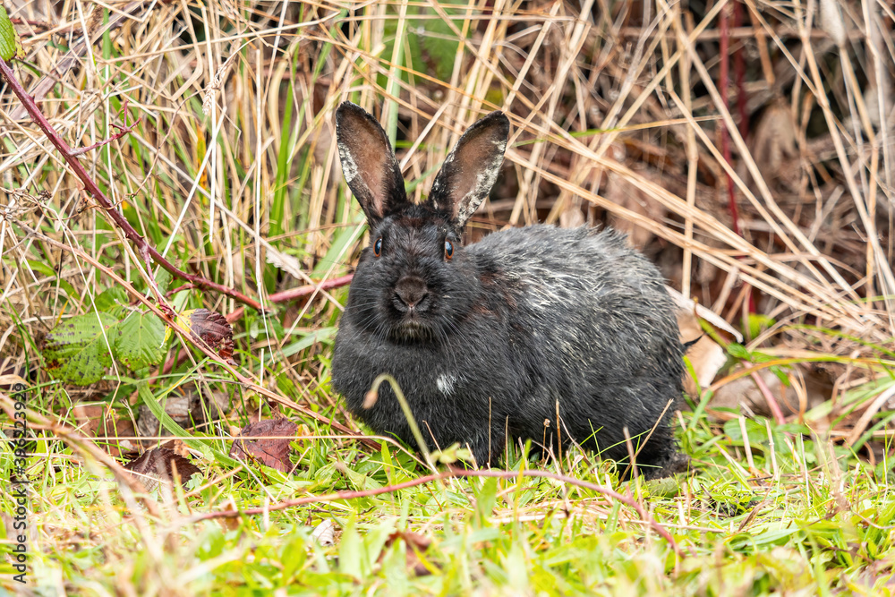 Fototapeta premium close up of a cute rabbit with black and grey fur resting besides tall brown grasses while staring at you