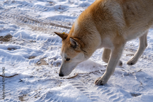 Laika dogs in the snow. Sniffs the ground with tire marks.