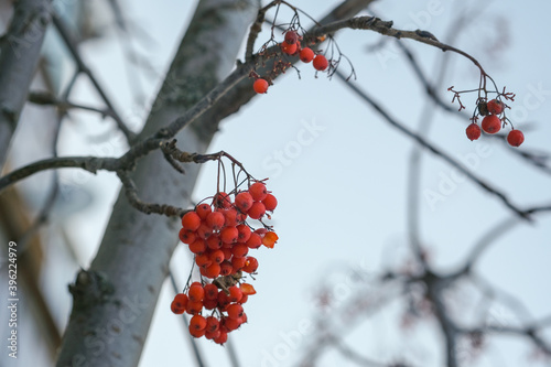 Bright red fruits. Slightly frozen rowan fruits. Selective focus and blur.