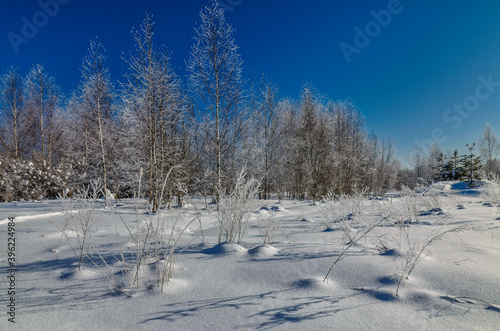 Winter natural background with trees and snow