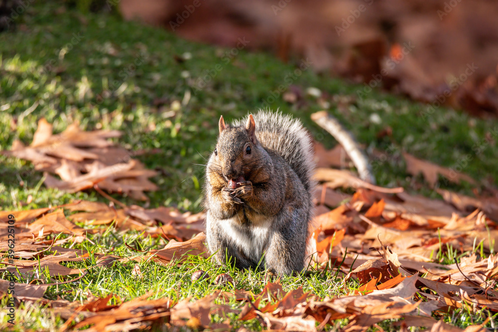close up of a cute grey squirrel eating a nut holding on its paws while sitting on orange fall leaves filled grasses in the park close up of a cute grey squirrel eating a nut holding on its paws while sitting on orange fall leaves filled grasses in the park