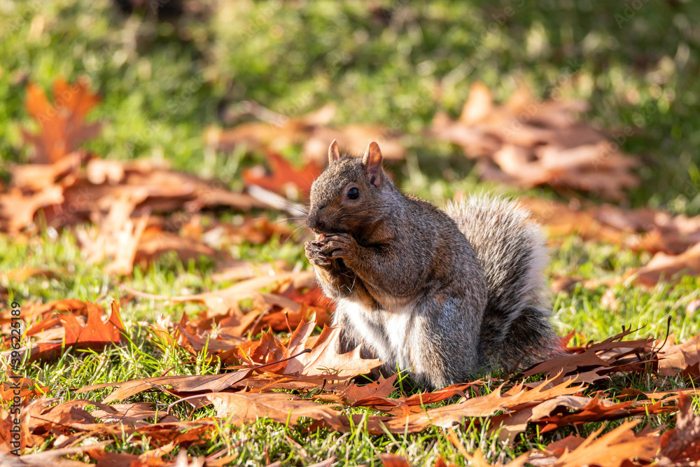 close up of a cute grey squirrel eating a nut holding on its paws while sitting on orange fall leaves filled grasses in the park close up of a cute grey squirrel eating a nut holding on its paws while sitting on orange fall leaves filled grasses in the park