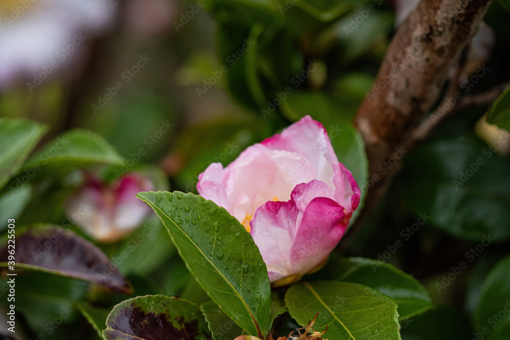 one beautiful pink flower blooming on the tree after rain under the shade one beautiful pink flower blooming on the tree after rain under the shade