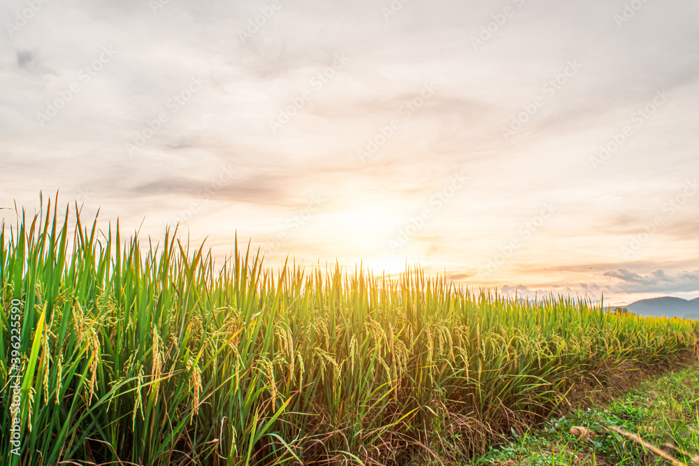 Green rice field and sky background in the evening at sunset time.