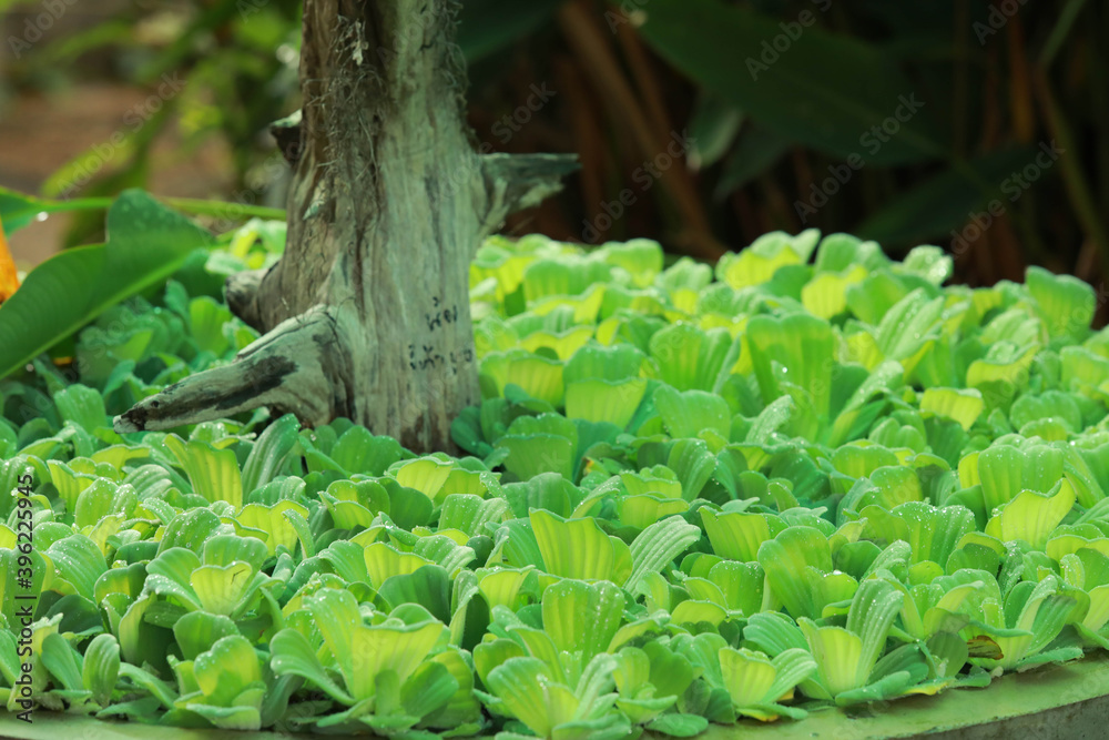 Green Water lettuce or Pistia stratiotes L. on the water for natural background. Green Water lettuce or Pistia stratiotes L. on the water for natural background.
