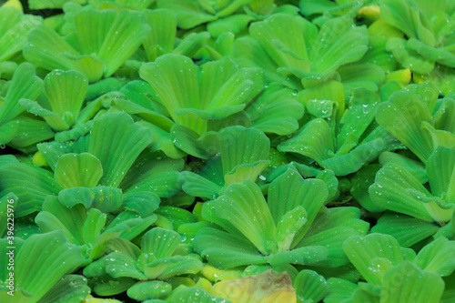 Green Water lettuce or Pistia stratiotes L. on the water for natural background.