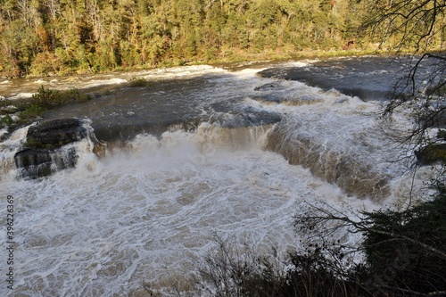 river in the woods