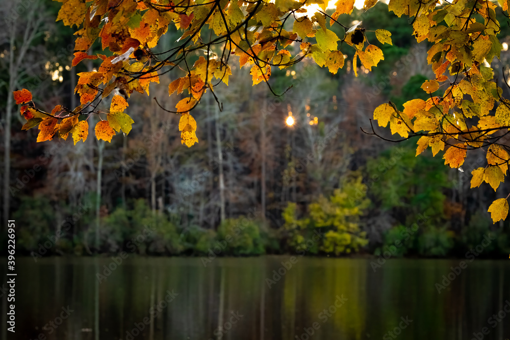Autumn vibes with Red Maple (Acer rubrum) at Yates Mill County Park. Raleigh, North Carolina. Autumn vibes with Red Maple (Acer rubrum) at Yates Mill County Park. Raleigh, North Carolina.