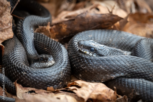 A pair of Eastern Ratsnakes (Pantherophis alleghaniensis) snuggle during the sprins season. Raleigh, North Carolina. photo