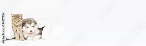 Fluffy puppy lies at home under a blanket. Stretched panoramic image for banner