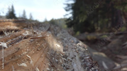 Wallpaper Mural Close up pull out shot of felled trees in romanian forests.  Torontodigital.ca