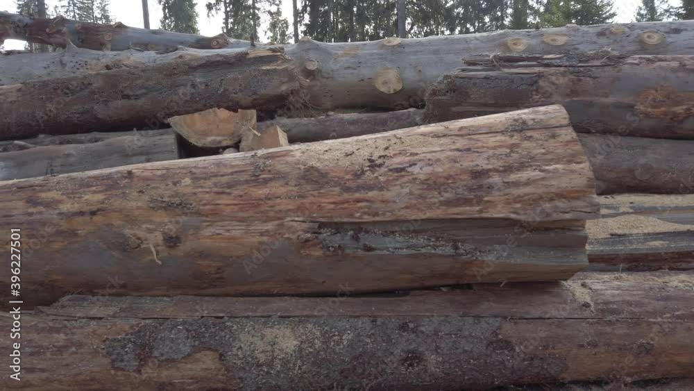 Tracking shot of large piles of logs during deforestation. Pine forest destruction. Tracking shot of large piles of logs during deforestation. Pine forest destruction.