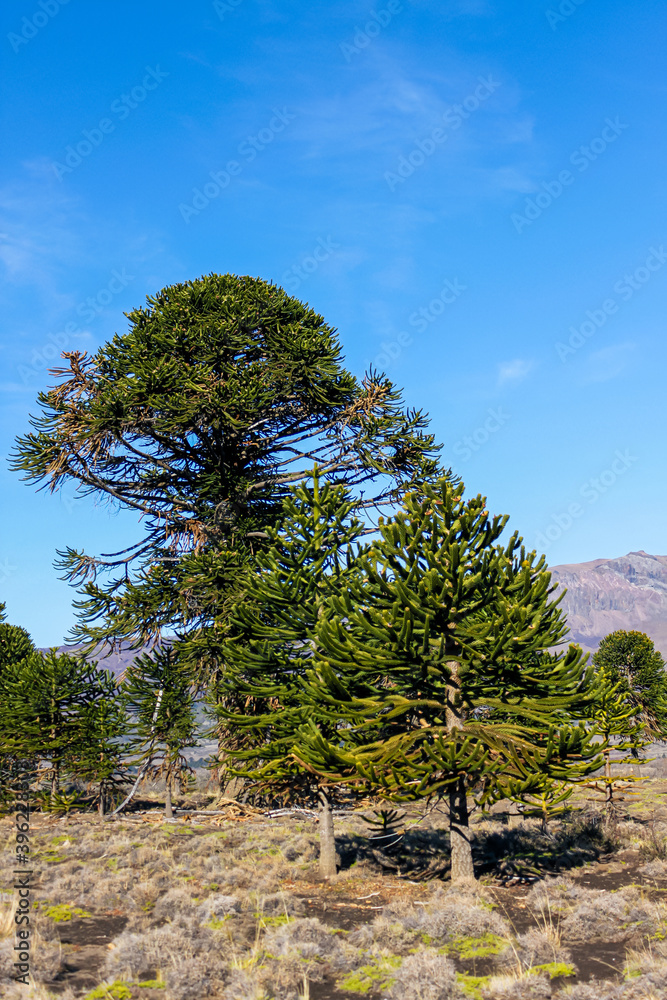 Araucaria forest in the central and northern region of the Neuquen province in Argentine Patagonia. Araucaria forest in the central and northern region of the Neuquen province in Argentine Patagonia.