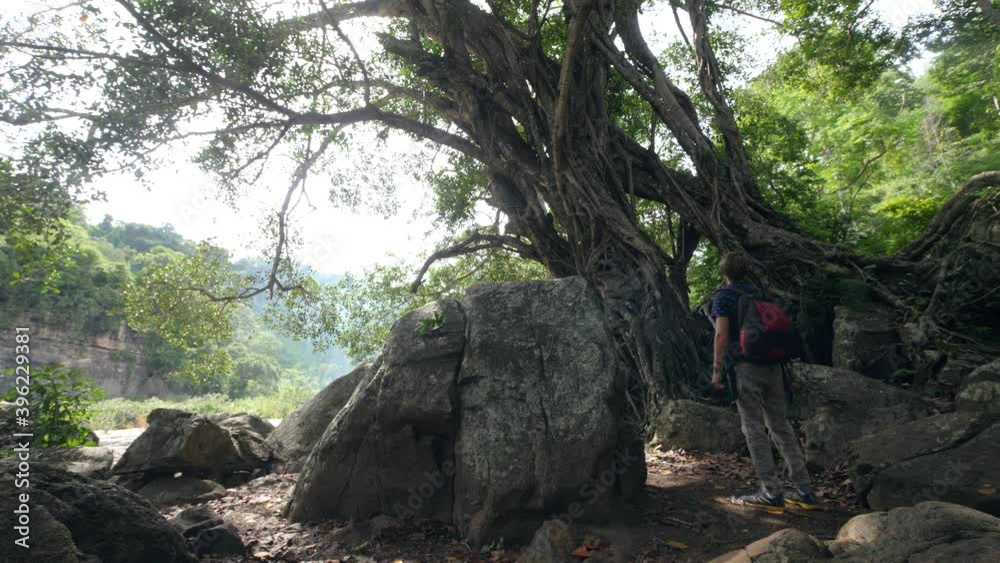 Cinematic of backpacker man walking in the jungle with old big tree and rocks. Cinematic of backpacker man walking in the jungle with old big tree and rocks.