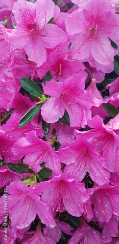 Pink flowers after rain