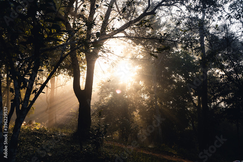 Forest sunlight in the morning, green and fog.