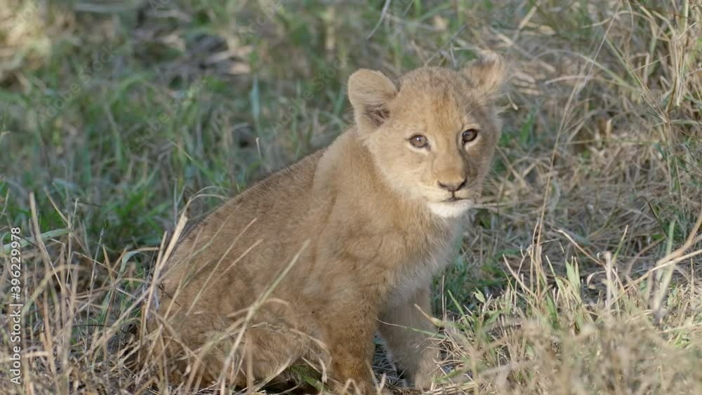 Tiny lion cub sitting alone in the grass and looking at the camera, Greater Kruger. Tiny lion cub sitting alone in the grass and looking at the camera, Greater Kruger.