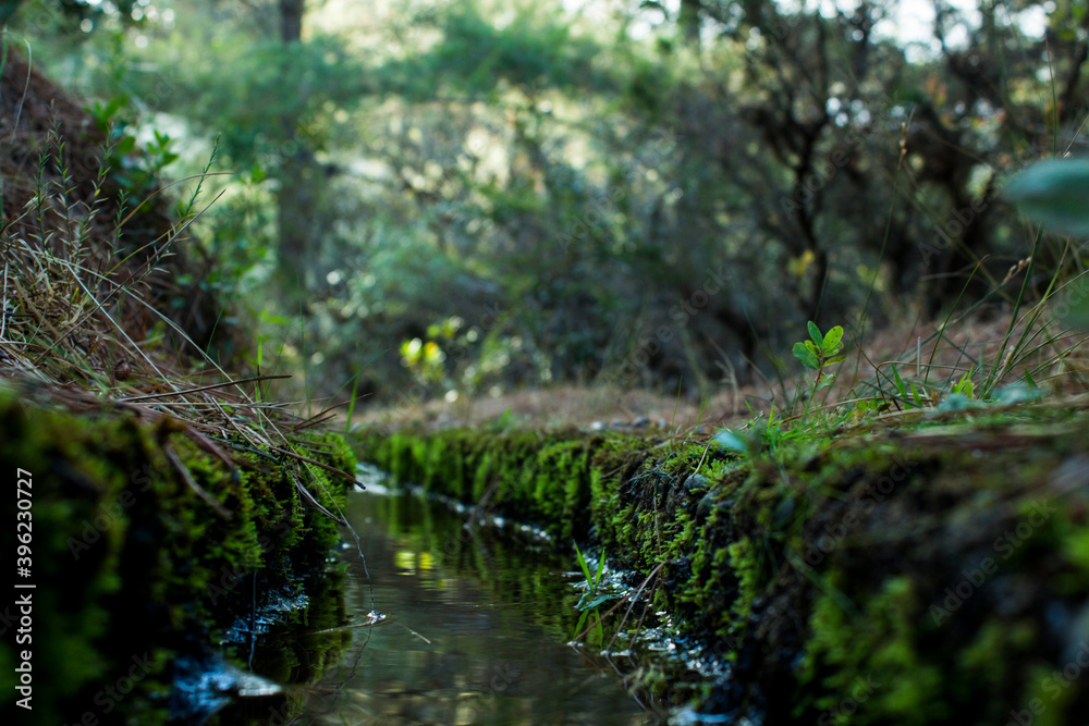 Obraz premium paisaje verde a orillas de un rio