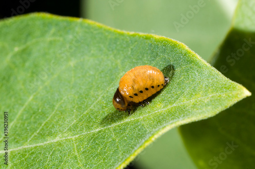 Swamp Milkweed Leaf Beetle resting on a milkweed leaf