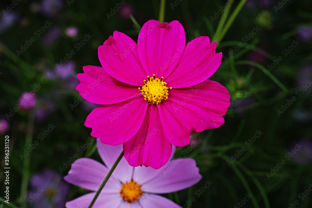 Flower of deep Pink cosmos Flower of deep Pink cosmos