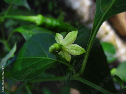 photo of chili flowers in the farm garden