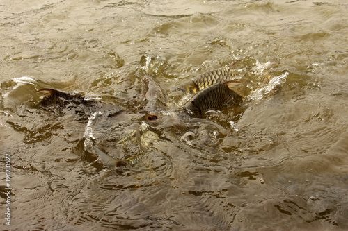 Hoven's carp or sultan fish, is a species of fish in the barb family. © Miis Maew