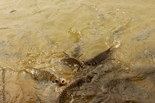 Hoven s carp or sultan fish  is a species of fish in the barb family.