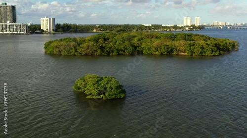 Mangrove trees in Miami Biscayne Bay