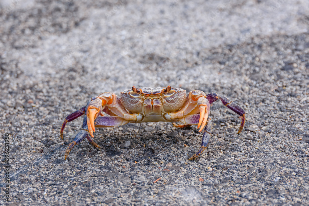 Freshwater river crab (Potamon ibericum) on the stone Freshwater river crab (Potamon ibericum) on the stone