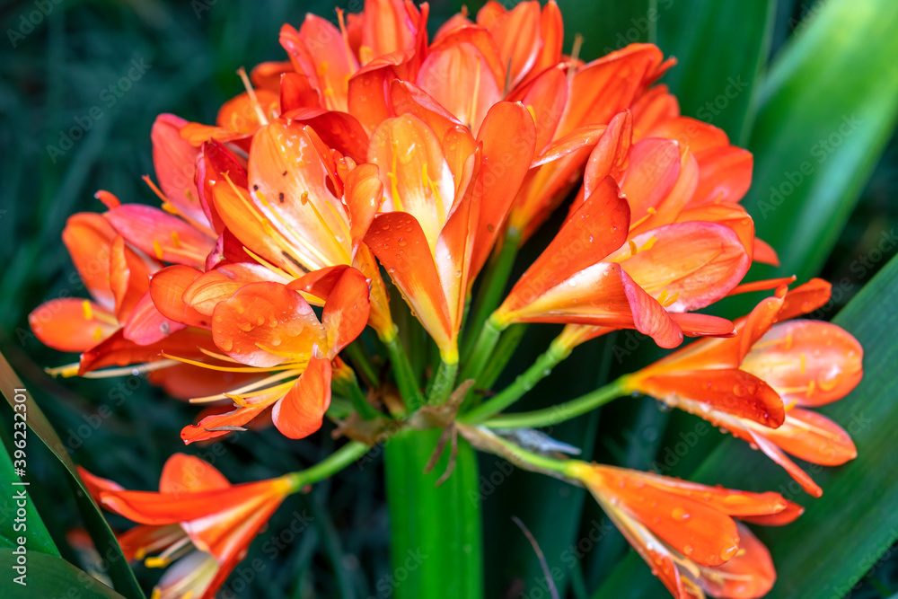 Orange bush lily blossoms with leaves in herb garden. It has a long, bright green leaves and produces strong flower stems topped with heads of large funnel shaped flowers in shades of orange, yellow Orange bush lily blossoms with leaves in herb garden. It has a long, bright green leaves and produces strong flower stems topped with heads of large funnel shaped flowers in shades of orange, yellow