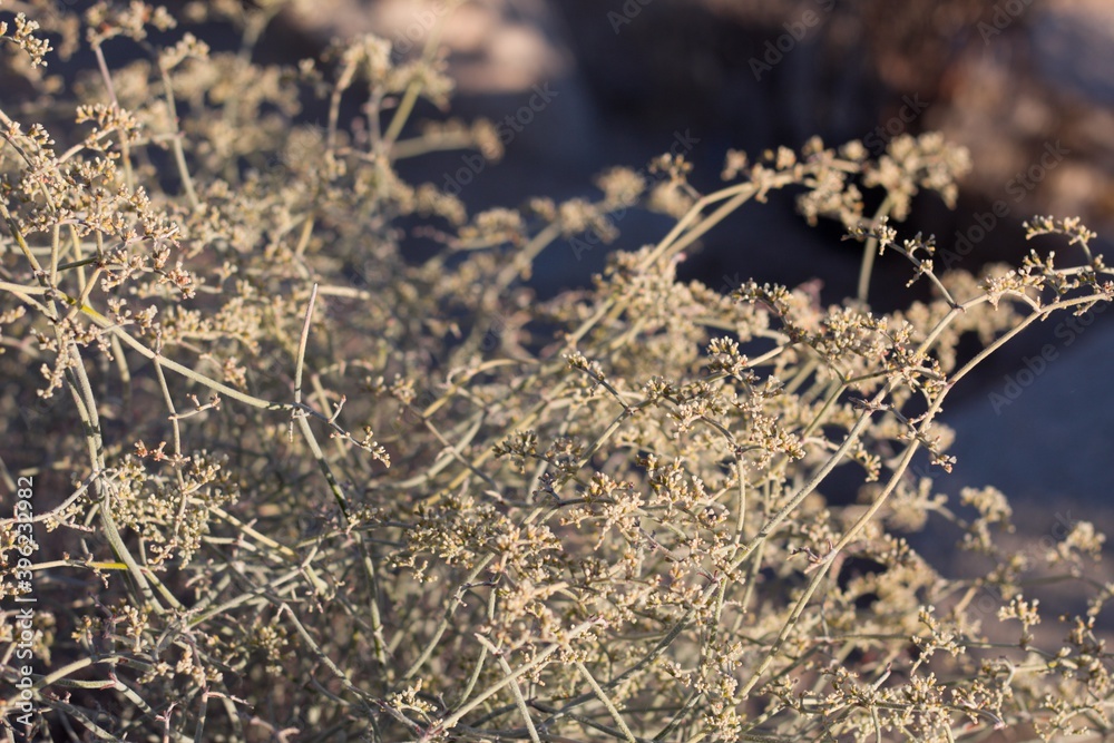 Blooming white head inflorescences of Yucca Buckwheat, Eriogonum Plumatella, Polygonaceae, native androgyne perennial subshrub in Pioneertown Mountains Preserve, Southern Mojave Desert, Summer.