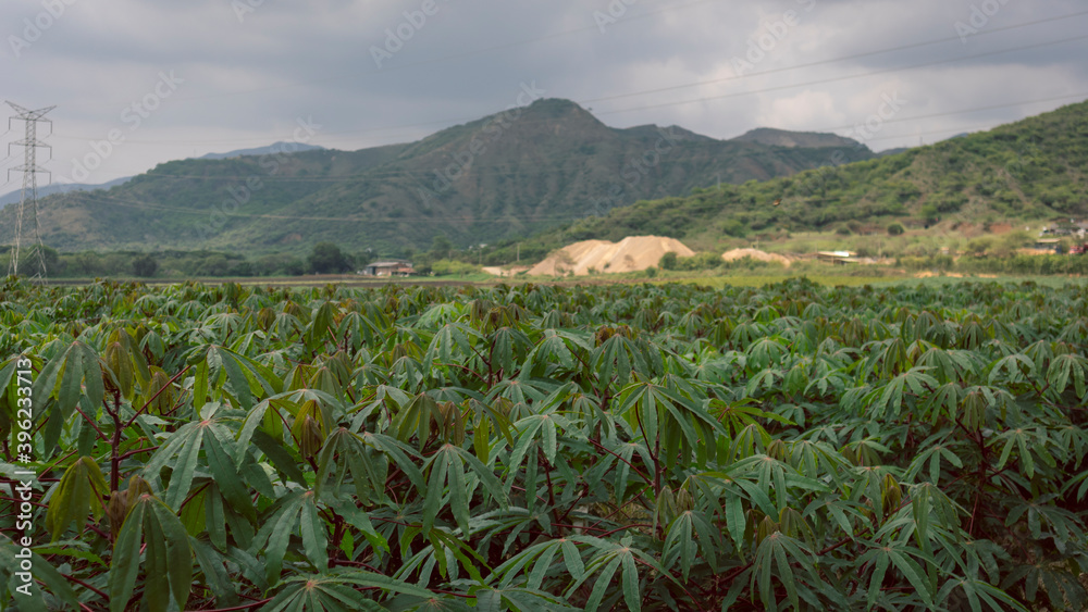 Photograph of a cassava crop in Valle del Cauca, Colombia. Photograph of a cassava crop in Valle del Cauca, Colombia.