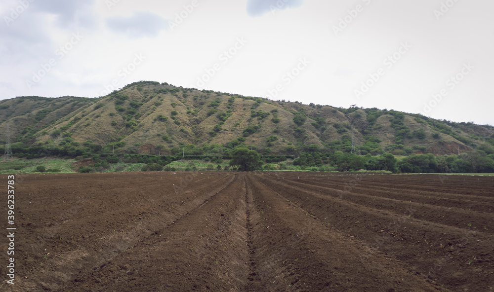 Image of a plowed field with furrows to sow a Tabasco pepper crop in Valle del Cauca Colombia.