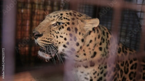 cheeky caged panther growls and attacks