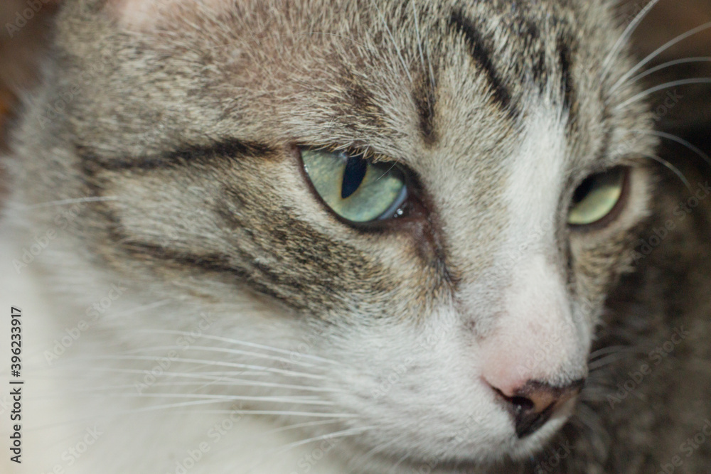 gato grande, ojos verdes, cabeza de gato