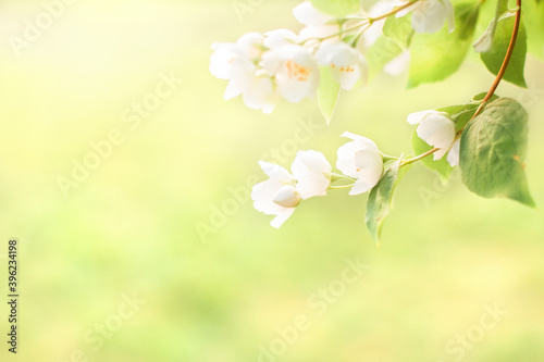 Branches of blossoming flowering plants on natural blurry background. Fresh green tree leaves of light outdoors sun on summer. Close-up, copy space