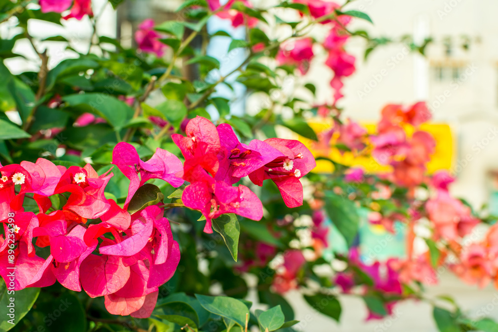 Pink bougainvillea spectabilis flower under sunlight in Shenzhen, China. The city flower of Shenzhen, It is native to Brazil, Bolivia, Peru, and Argentina. Pink bougainvillea spectabilis flower under sunlight in Shenzhen, China. The city flower of Shenzhen, It is native to Brazil, Bolivia, Peru, and Argentina.